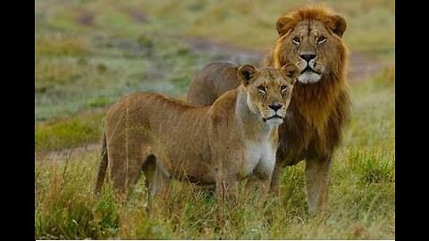 Lion roaring the king ## of Jungle # two Lion