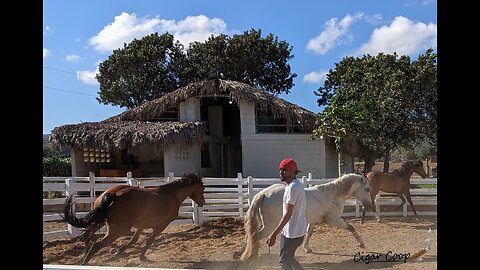 Horses at the La Canela Farm
