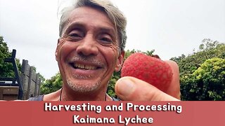 Harvesting and Processing Kiamana Lychee | Dr. Robert Cassar