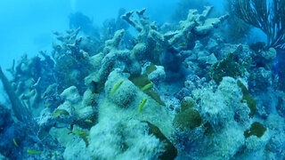 Concern grows for Florida's coral reefs as ocean temperatures rise