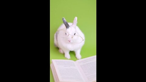 funny animals . the rabbit