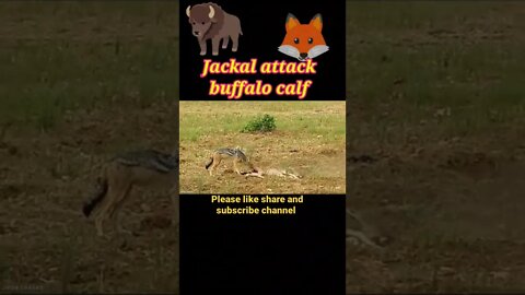 Jackal attack baby Buffalo calf #shorts #youtubeshorts #shortvideo