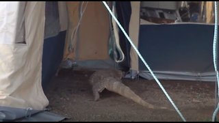 Massive Monitor Lizard Sneaks Into Unsuspecting Tourist’s Tent