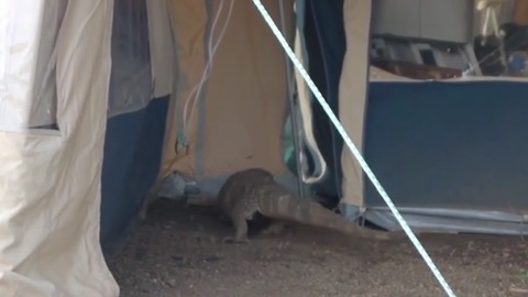 Massive Monitor Lizard Sneaks Into Unsuspecting Tourist’s Tent