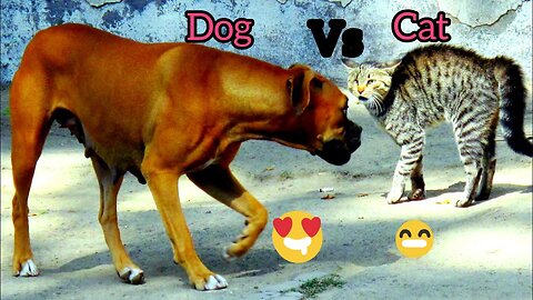 Cat and dog funny fighting 🤣