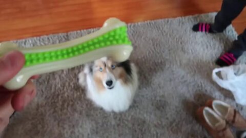 Emma The Sheltie - Lets see if she likes her new toy