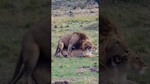Making Lion Cubs! #Wildlife | #ShortsAfrica