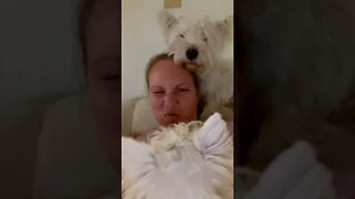 Dog Ear Blow Dance #shortvideo #funny #dogsofinstagram #dogsoftiktok #dogs