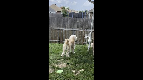 Barking with a full mouth