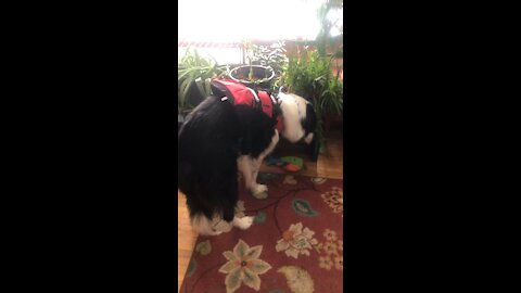 Dog Life-Jacket Makes Dog DRUNK (Apparently)