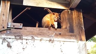 Bandit the Australian Possum came out during daylight to get a banana. July 9th 2021