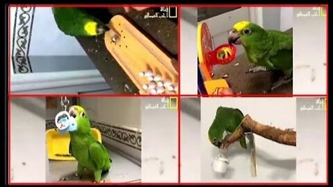 How to tame parrots