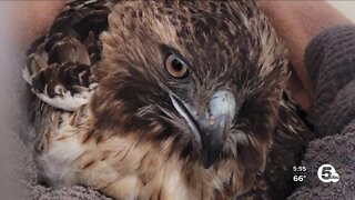Hawks rescued by deputies on the mend at Medina Raptor Center