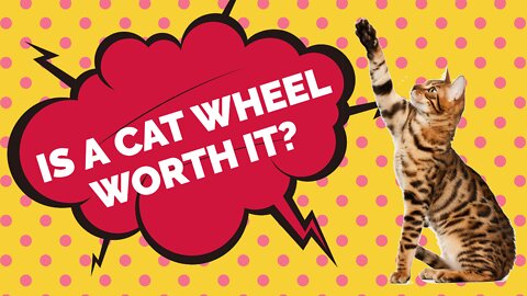 Is it worth buying a cat wheel?