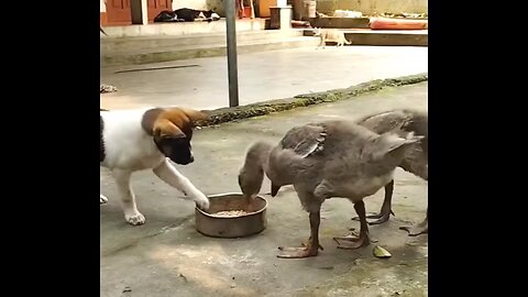 Puppy's unexpected lunch guests