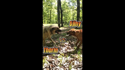 Slow Motiin Dog Fight