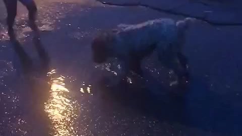 Dog enthusiastically plays in the sprinkler