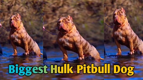 Very dangerous and biggest Hulk Dog Pitbull Dog Hulk Pitbull Dog