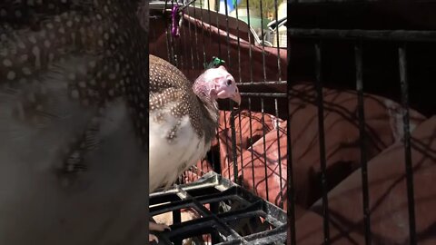 Sweet brown pied guinea fowl keet