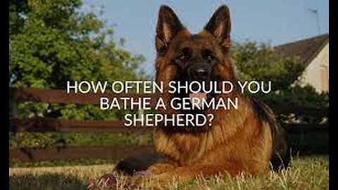 How Often Should You Bathe Your German Shepherd?