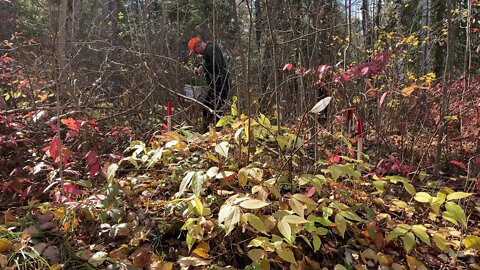 Planting 300 Spruce Trees