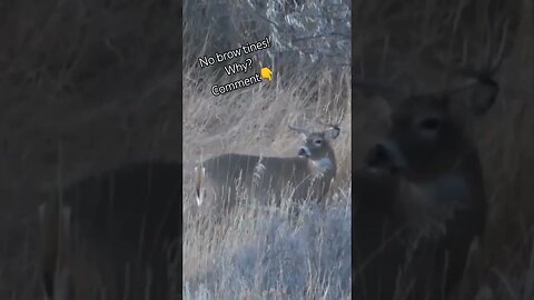 No brow tines. . .why? #unique #shortsvideo #shortsfeed #deer #hunting #wildlife #life #outdoors