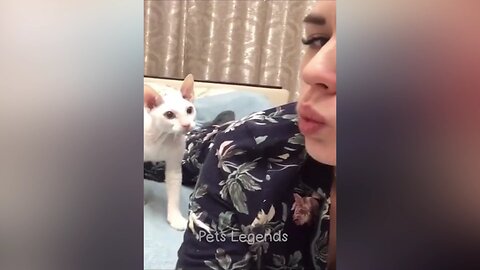 new cats funny video