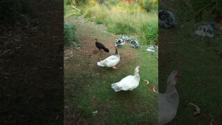 Australian Bush turkey and some Muscovy ducks. An older video i found August 2019