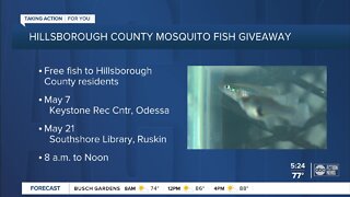 Hillsborough County offering free mosquito fish to reduce the insect's population