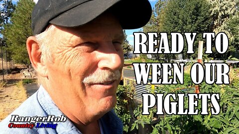 Getting Ready To Ween Our Piglets & Garden Review