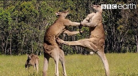 The Greatest Fights In the Animal Kingdom|NATURE OF BEAUTY|