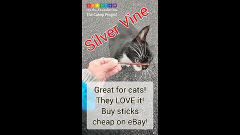 Silver Vine sticks GREAT for cats!