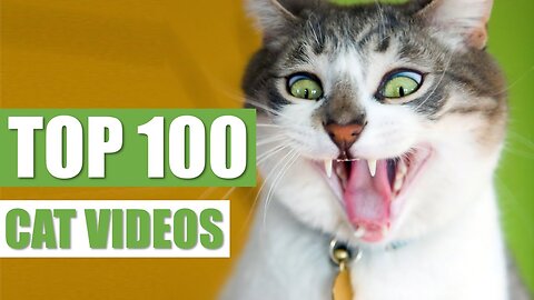 TOP 100 FUNNY CAT VIDEOS