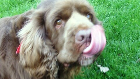 Sensible Sussex Spaniel Hudson & Barmy Bichon Peppa.