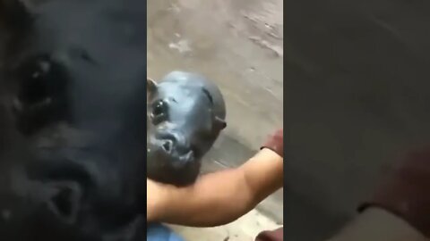 Hungry baby hippo..