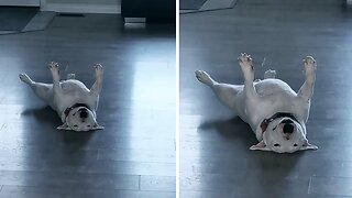 Bull Terrier Hilariously Is The Way He Is