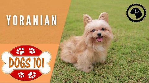 Dogs 101 - YORANIAN - Top Dog Facts about the YORANIAN | DOG BREEDS 🐶 #BrooklynsCorner