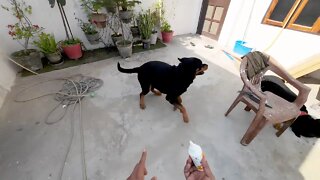 Rottweiler ear cleaning time- Mr.Bolt & Nut