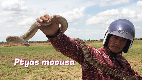 Cobra Catching TV: dig a cave to catch snake Episode 44| Rescue ptyas mucosa| catch ptyas mucosa