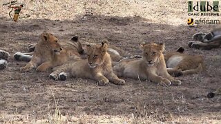 LIONS: Following The Pride 27: Back To Relaxing