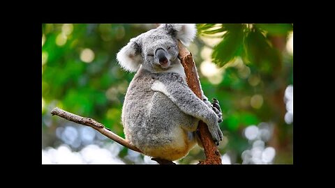 Koala | lazy koala Full HD | Footage