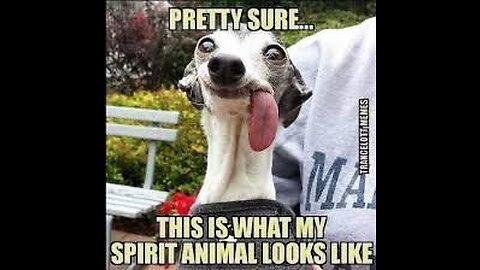 Funny Animal memes