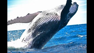 Why Do Whales Jump Out of the Water?