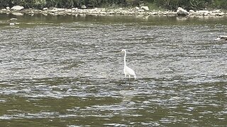 White Egret fishing