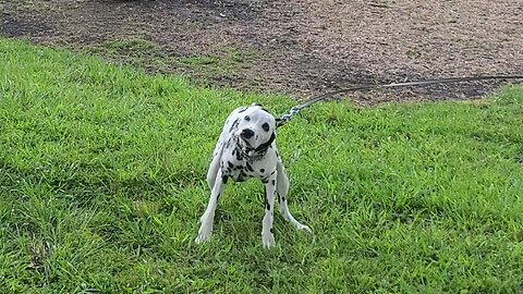 Luna Taking a Walk at ST George SC Tesla Charging Station