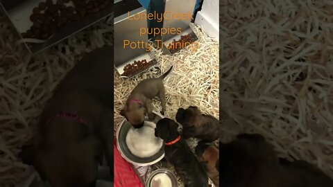 Potty training puppies. LonelyCreek bullmastiff