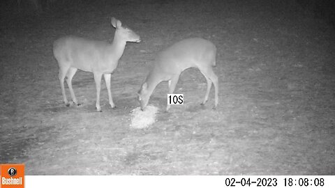 Bushnell Deer Camera 2 Doves Eating Deer Corn Part 2