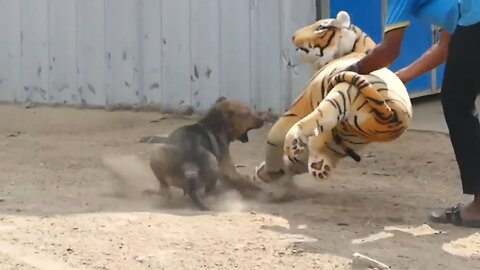 Funny Trolling Dog with fake Tiger