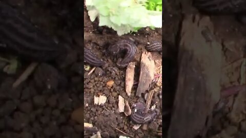 ASMR Slugs #Shorts 😆