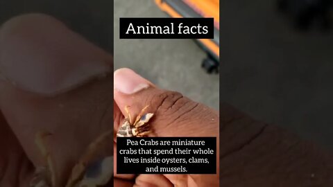 facts,amazing animals #shorts #psychology